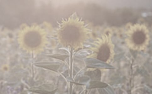 我喜欢太阳花作文