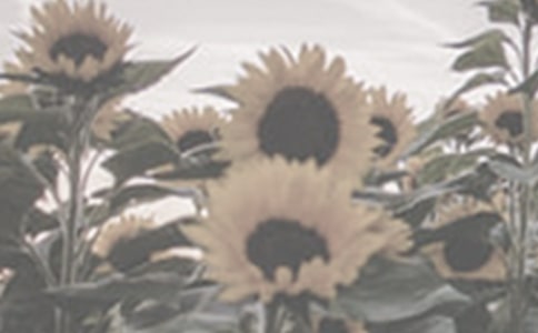 【必备】太阳花的作文3篇