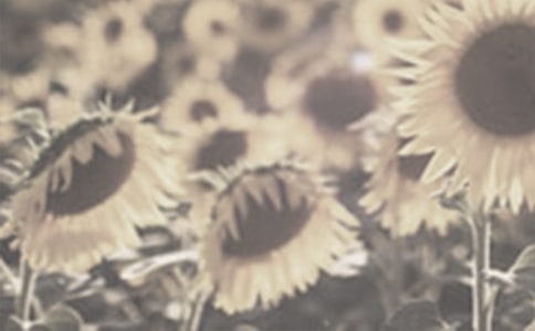 太阳花作文(精选15篇)