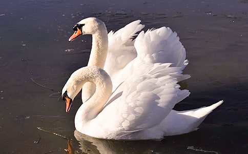 ��Ұ��졷����У�����