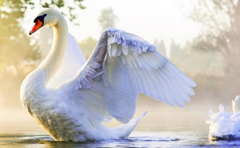 ��Ұ��졷�����