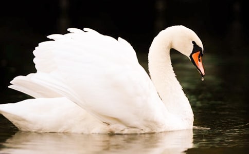 Ұ�������