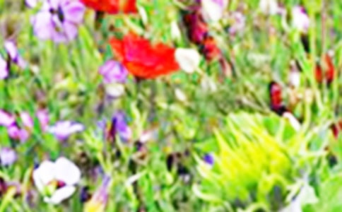 ���꼶��Ұ����