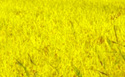 绿色的田野作文