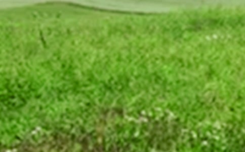 ��Ұ��ɫ����