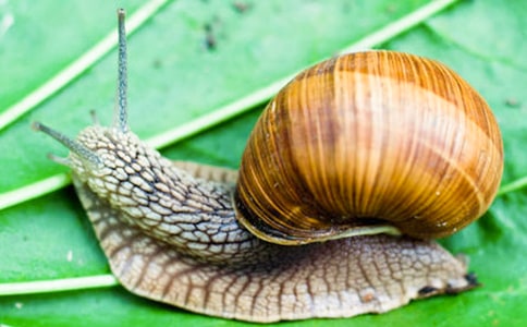 蜗牛的启示作文(集合15篇)