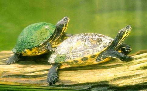 有关可爱乌龟作文3篇