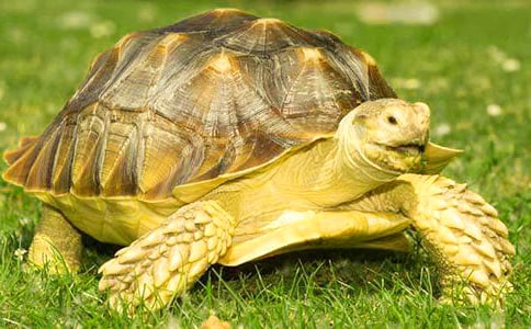 �����ų�����ζ���ڹ꡷�����