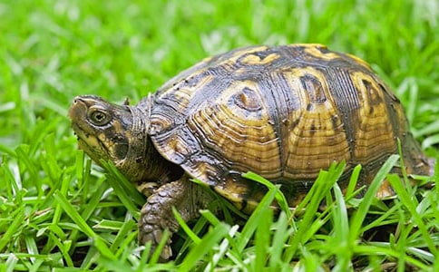 【精选】可爱的小乌龟作文3篇