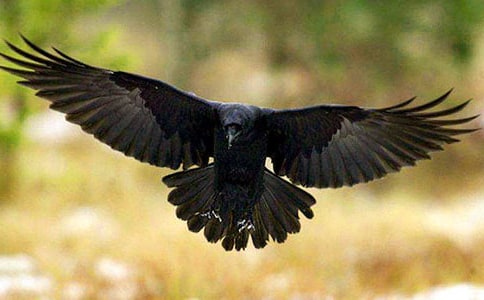 ������ѻ���ھӡ������5ƪ