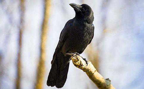 聪明的乌鸦作文