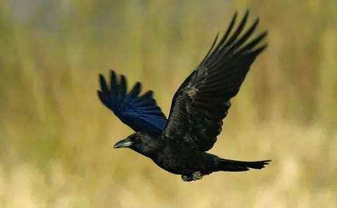 ��ѻͯ������