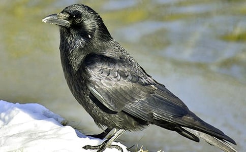 【优秀】《和乌鸦做邻居》读后感