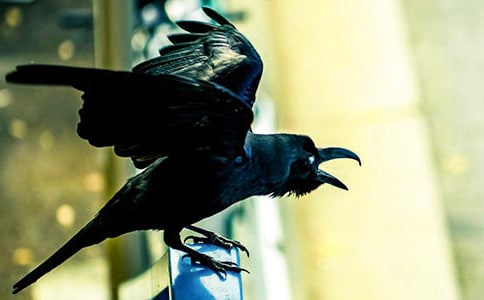 《和乌鸦做邻居》读后感(精选3篇)