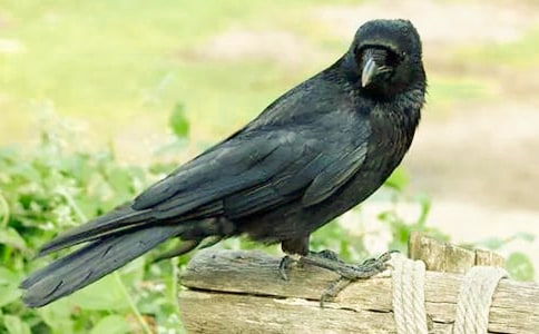 ������ѻ���ھӡ�����У�ͨ��5ƪ��