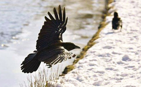 乌鸦喝水作文【热】