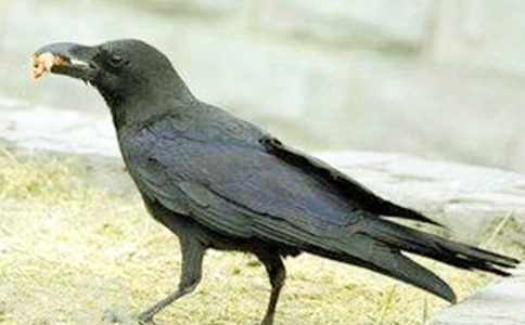 ��ѻ������