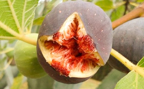 无花果的自述作文