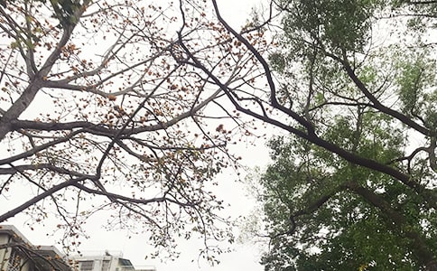 午安的句子15篇