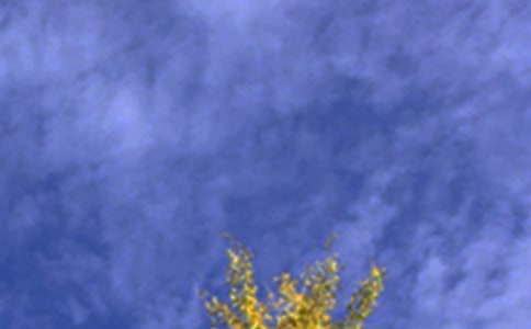 问候午安的句子