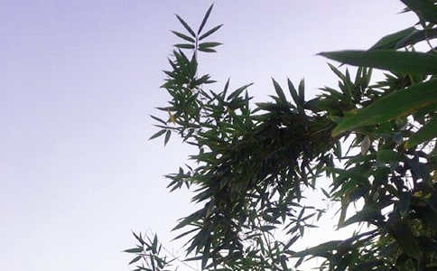 关于温馨午安句子(精选40句)