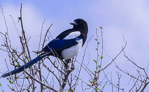 ϲȵ������