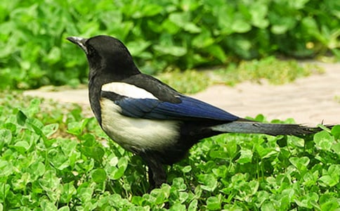 ����ϲȵ����