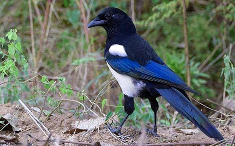 ����ϲȵ����8ƪ