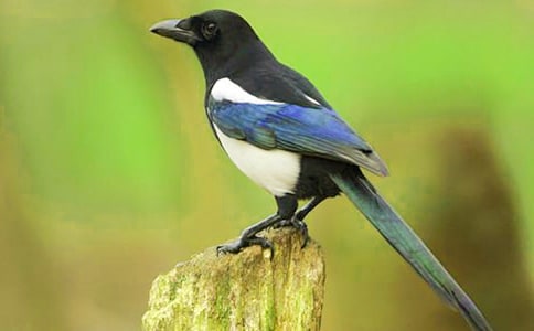 灰喜鹊作文(精选18篇)