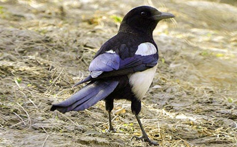 雨中的喜鹊作文