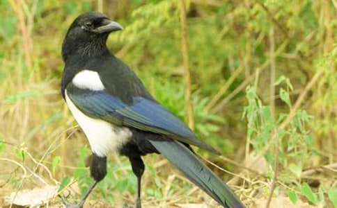 ϲȵ�����ĺϼ�15ƪ