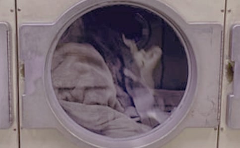 我家的洗衣机作文