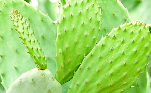 《仙人掌》阅读答案