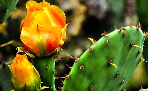 (经典)仙人掌作文