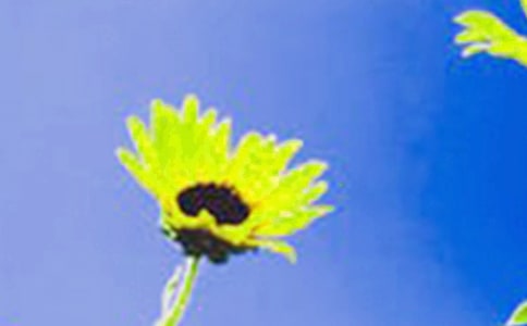 向日葵作文15篇(实用)