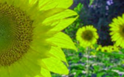 美丽的向日葵作文(集合15篇)