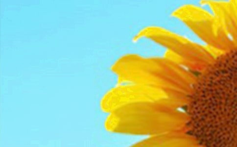 向日葵作文锦集【15篇】