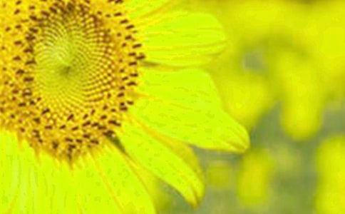 ���տ�С����