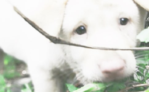 《小狗钱钱》读后感