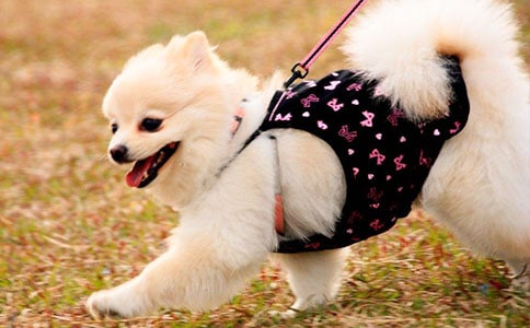 《小狗钱钱》读后感【优选】