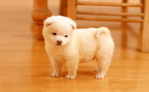 小狗包弟读后感