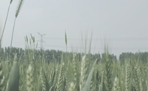 小麦的作文15篇