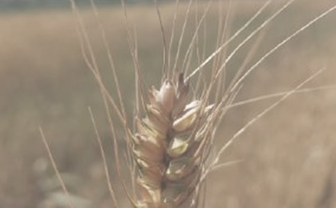 小麦丰收的文案