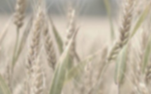 形容小麦的句子