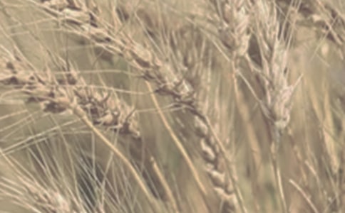 小麦丰收的文案【精品】