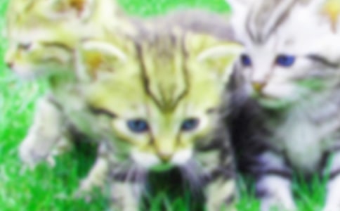 �Ҽҵ�Сè����[��ѡ15ƪ]