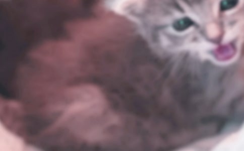 我家的小猫作文(精选15篇)