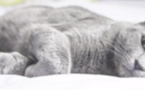 �ɰ���Сè���ľ�Ʒ15ƪ