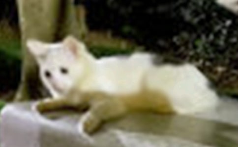 ��Сèˢ������