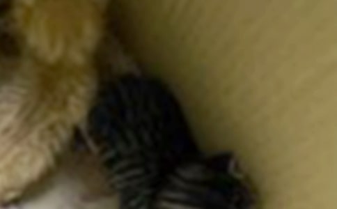 可爱的小猫作文(范例15篇)